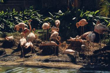 En Ukumarí de Pereira celebran el nacimiento de varias especies como los flamencos, que no se habían reproducido en el bioparque 