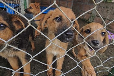 La Policía de Carabineros hizo un llamado a los ciudadanos para que cuiden sus mascotas y eviten el abandono.