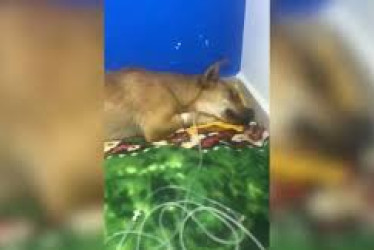 Vecinos alertan por intoxicaciones y muertes de mascotas en zonas urbanas de Montenegro.