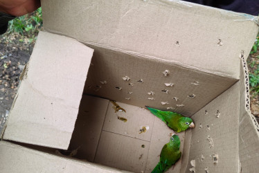 Fotos| LA PATRIA  Al verificar su contenido le hallaron dos especímenes silvestres (loros pericos reales), movilizados de manera ilegal.