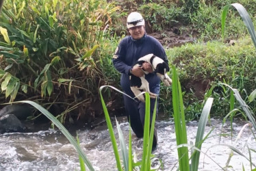 Los Bomberos del municipio rescataron un perro ciego que se encontraba en mal estado en un potrero cerca de una quebrada.