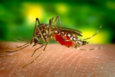 Autoridades de salud intensificaron las jornadas de control para eliminar criaderos del mosquito transmisor del dengue en varios municipios del Quindío