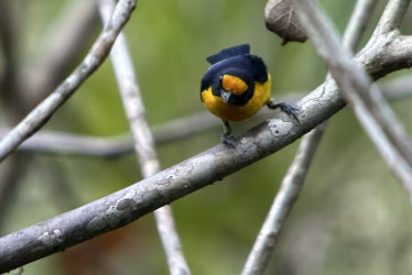 Euphonia violacea