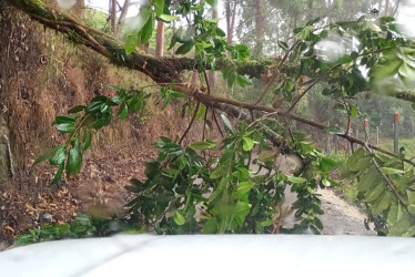 La caída de árboles provocó el cierre de vías rurales en Aranzazu debido a las fuertes lluvias.