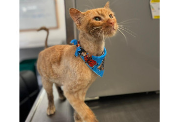 Su evolución ha sido progresiva y favorable dentro de su condición.