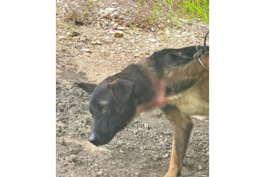 El perro quedó en manos de las autoridades ambientales, que se encargarán de su recuperación.