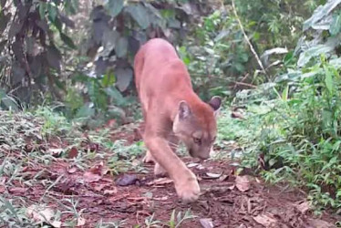 El avistamiento de un puma en zona rural de Filandia resultó ser un encuentro ocasional dentro de su hábitat natural.