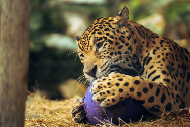 Más rescates, nuevos nacimientos y una bioregión amazónica: así crece el Bioparque Ukumarí