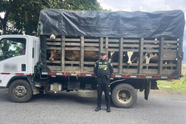 Fotos |Policía| LA PATRIA  Los semovientes, con edades aproximadas entre los 2 y 3 años, no contaban con marcas de hierro, chapetas ni microchips de identificación.