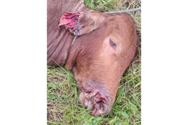 Varias reses han sido atacadas por un animal desconocido. Autoridades y campesinos trabajan para encontrar solución a esta problemática que afecta la seguridad y la economía del municipio.