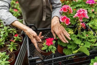 En Armenia ofrecerán 200 vacantes para trabajar en producción de flores. La convocatoria incluye transporte, alojamiento y alimentación para los seleccionados.