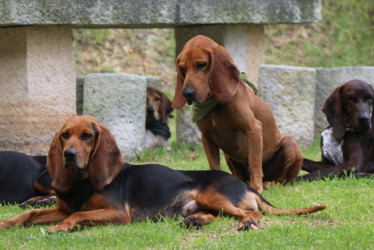 Existe un club del sabueso fino colombiano 