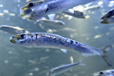 Calentamiento del océano reduce poblaciones de sardinas