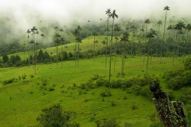 Quindío - Valle del Cocora