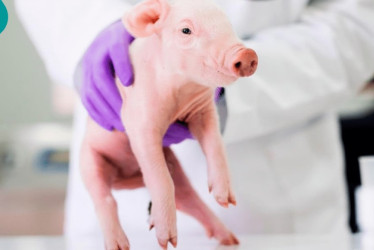 En Reino Unido implantan esófagos cultivados en laboratorio a cerdos, ayudaría a tratar la atresia de esófago
