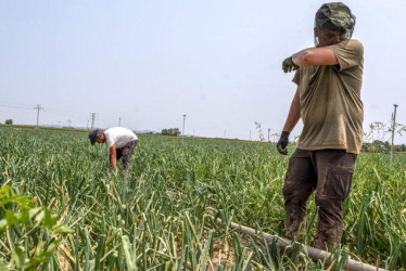 Conozca el posible comportamiento del tiempo en Caldas y consejos para el cultivo de aguacate y café para marzo.