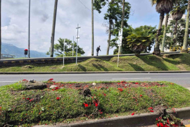 Están dañando las matas de los separadores de Manizales