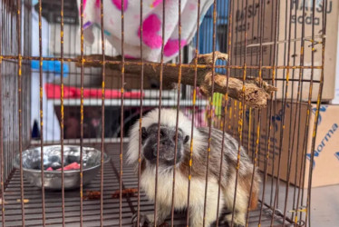 Las autoridades recordaron las líneas de atención para reportar casos de tráfico de fauna y proteger la biodiversidad.