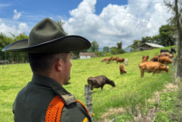 Fotos| Policía| LA PATRIA  Gracias a la oportuna reacción y al trabajo articulado, uniformados de la Seccional de Carabineros y Protección Ambiental lograron ubicar y recuperar el ganado, puesto a disposición de las autoridades para su posterior entrega a sus legítimos propietarios.