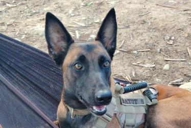 Ella es Hela 5, la perra militar que caminó 28 kilómetros luego de sobrevivir a un ataque con dron en el Catatumbo.