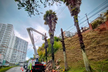 Le hacen mantenimiento a las palmeras