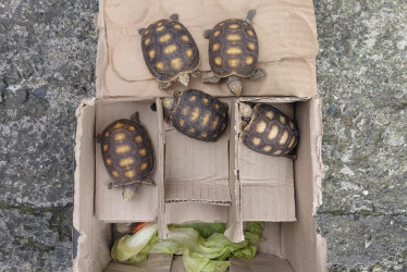 Fotos| Policía| LA PATRIA  Gracias a la intervención de los uniformados, se evitó la comercialización ilegal de estas especies, dejadas a disposición y bajo el cuidado de Corpocaldas para su valoración, protección y posterior proceso de rehabilitación.