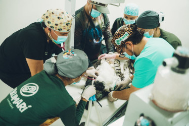 En el Bioparque Ukumarí operaron de urgencia a un águila arpía proveniente de los llanos orientales con una de sus alas fracturadas,