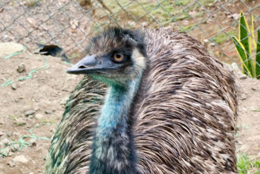 El ave fue trasladada al Hogar de Paso para Fauna Silvestre Arca de Noé, donde actualmente recibe atención especializada. 