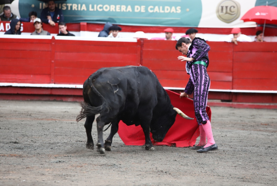 El torero José Arcila fue corneado por este toro, de nombre Lulo, el segundo de la tarde, en la tercera corrida de la Temporada Taurina de Manizales.