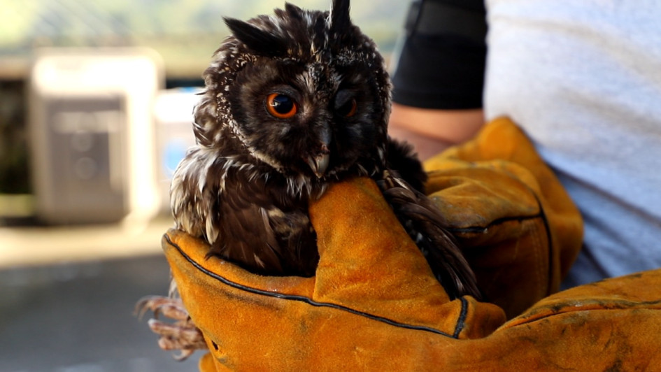 Foto | Cortesía Policía | LA PATRIA Búho orejudo.