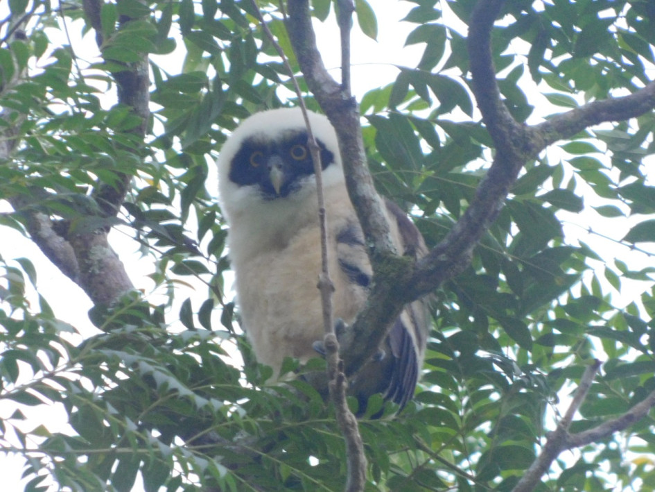 El polluelo de búho de anteojos (Pulsatrix perspicillata) avistado a principios de este mes en el parque de Pueblo Nuevo (Pensilvania).