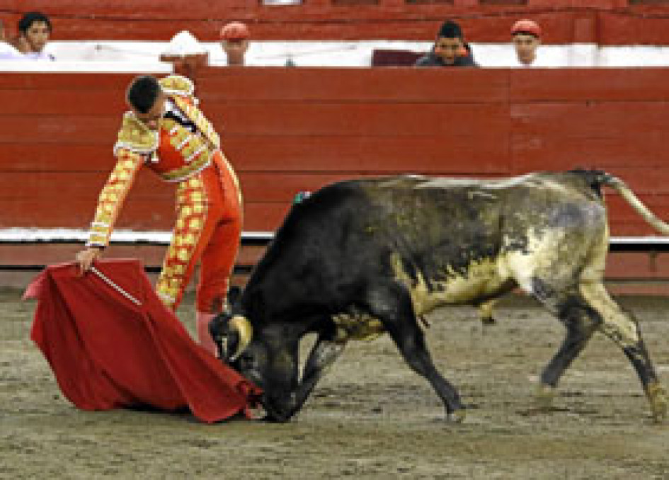 Fotos | Darío Augusto Cardona | LA PATRIA    Daniel Alejandro Sánchez, de 20 años, toreó a Coquito, de 312 kilos.