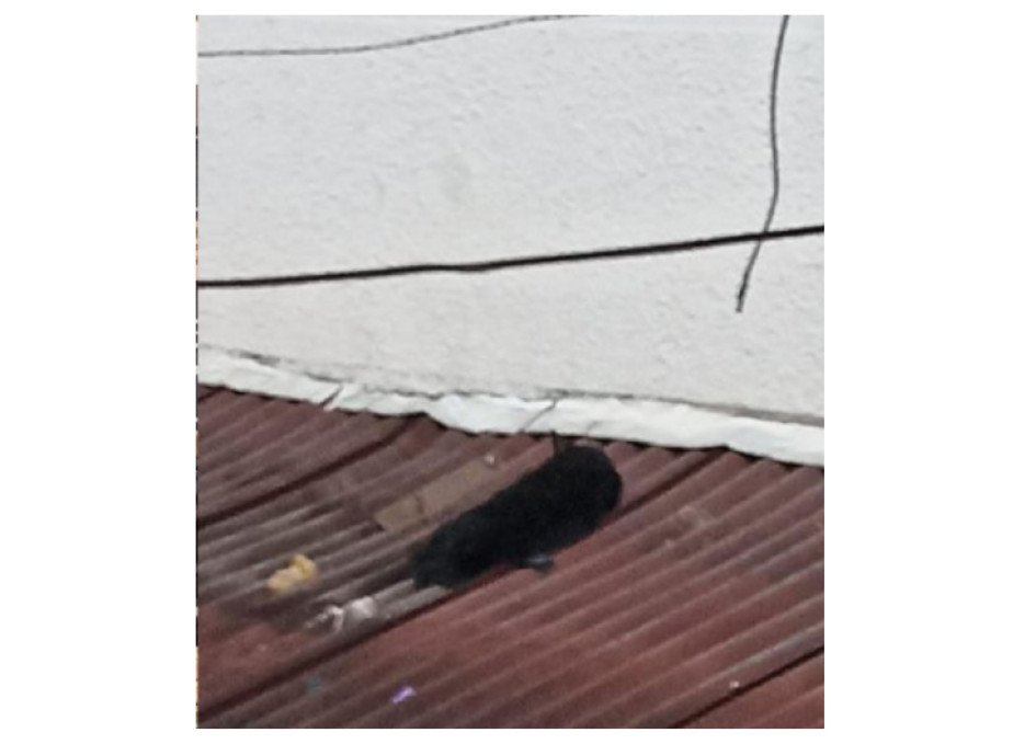 El animal asesinado.