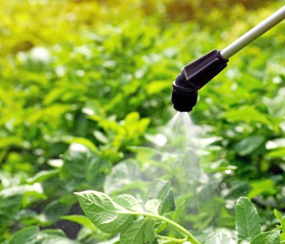 La Corte Constitucional ordenó que se suspenda "de manera inmediata" la comercialización de químicos agropecuarios con el componente activo clorpirifós (CPF) por los riesgos que puede tener en la salud y la vida, informó el alto tribunal.