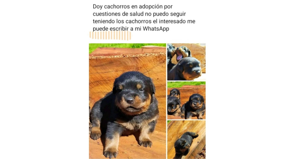 Desde perfiles falsos de Facebook y por WhatsApp ofrecen las mascotas.