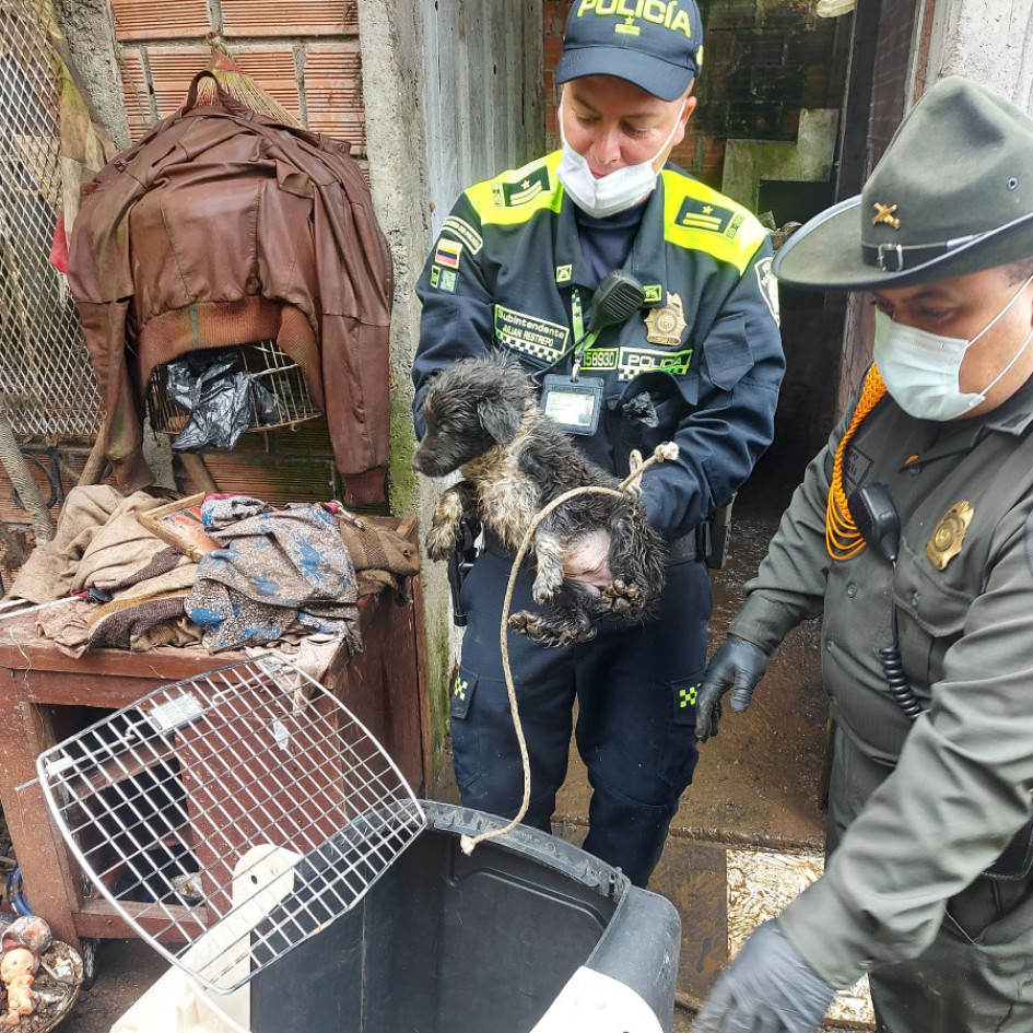 A los animales los rescataron y ahora buscan al hombre que los tenía hacinados.
