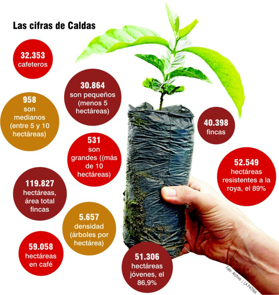 Renovación cafetales