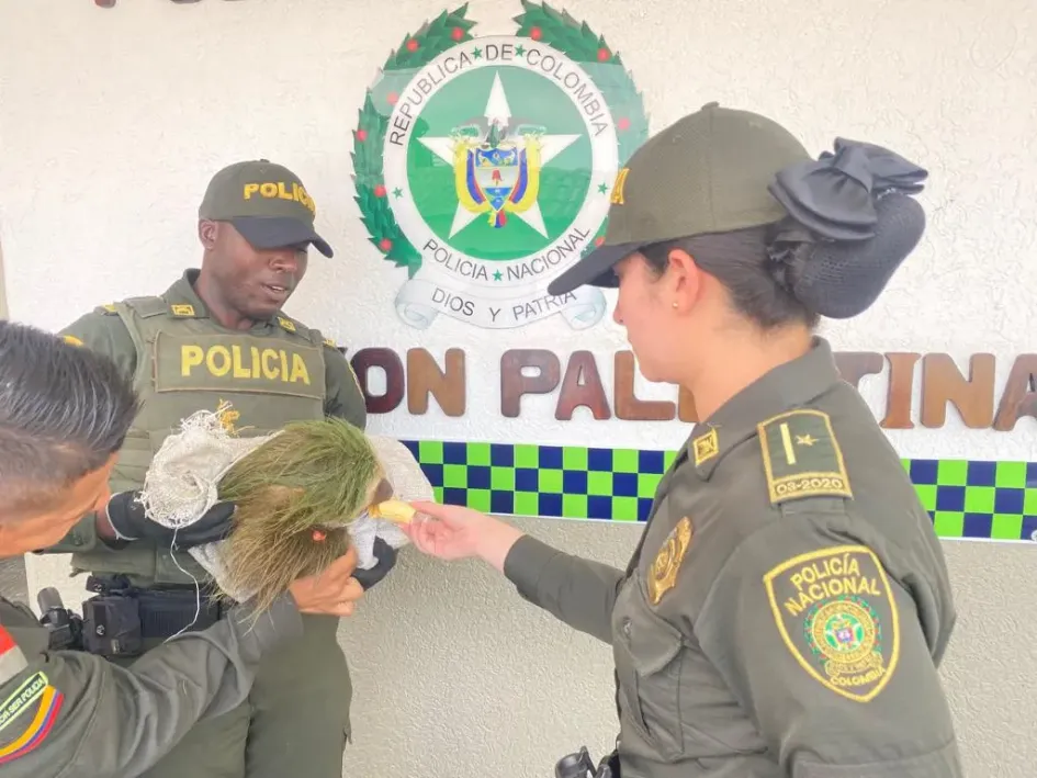 Comunidad y la Policía ponen a salvo a un oso perezoso en Palestina