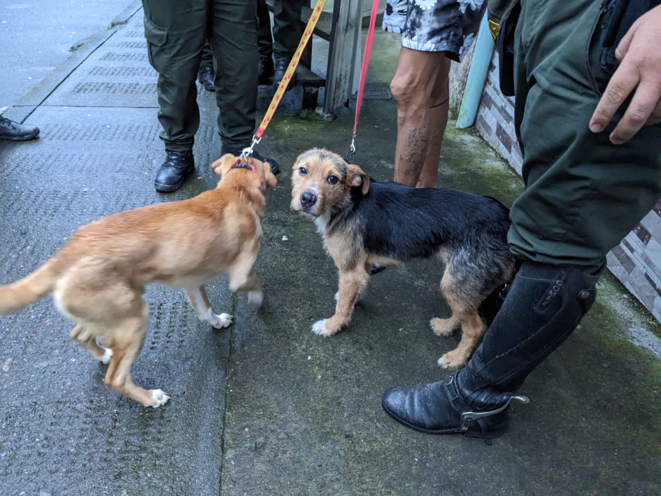 Los uniformados encontraron los animales en malas condiciones de salud.