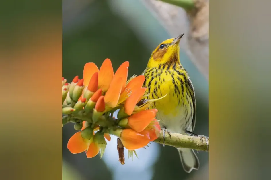 Esta reinita atigrada (Setophaga tigrina) en La Enea Manizales