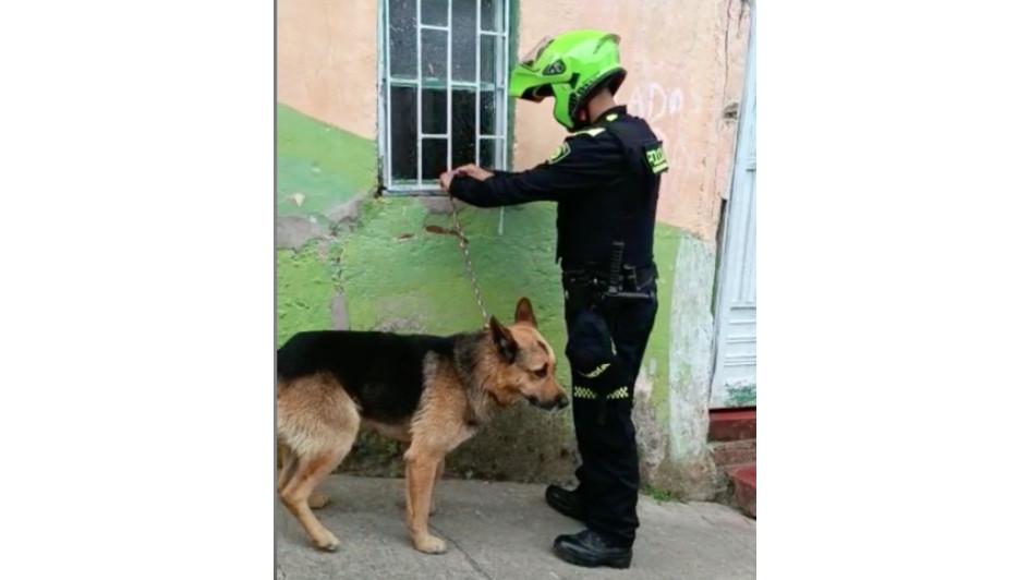 El peludo rescatado en Aranzazu.