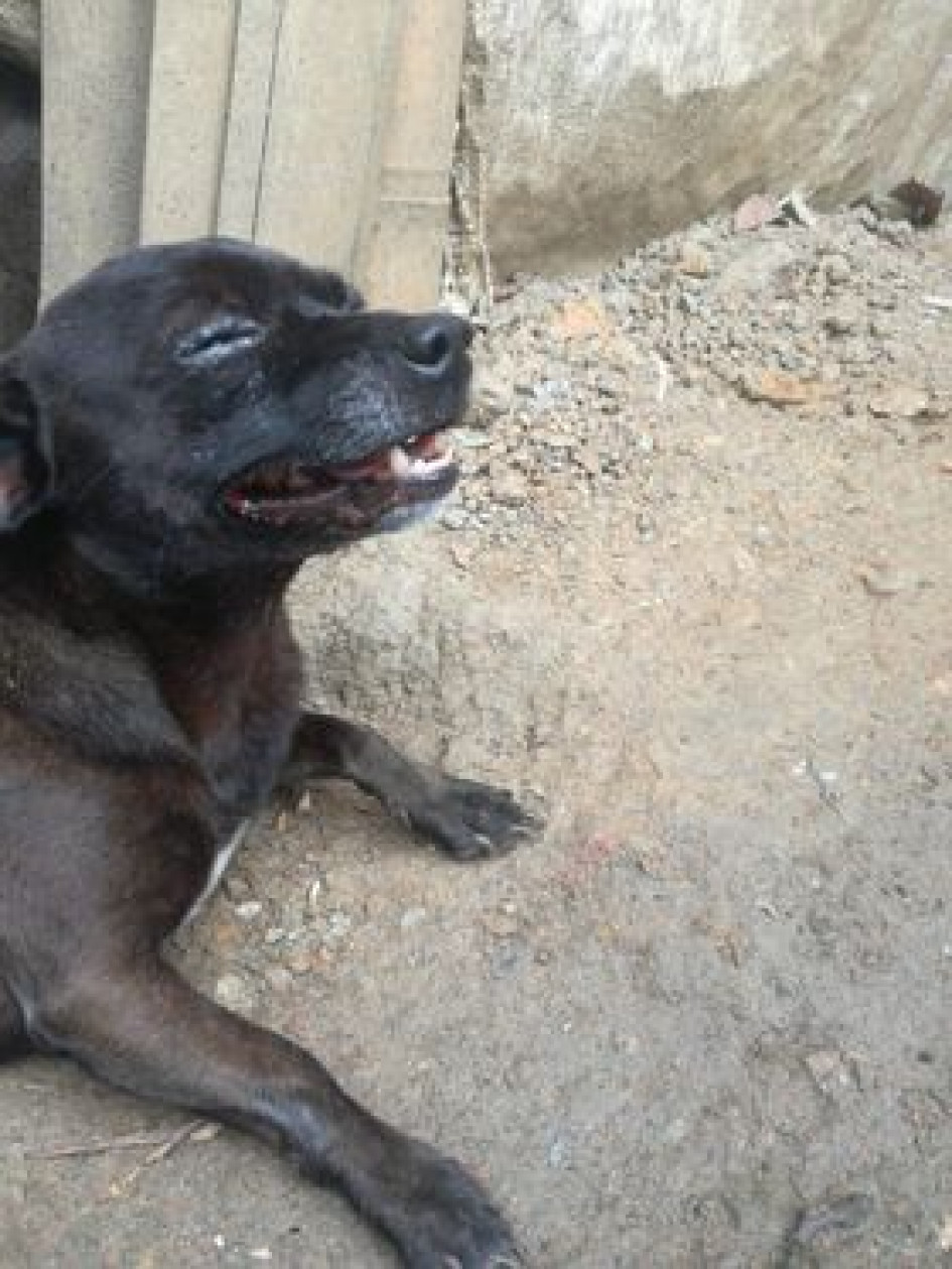 Pirulo tenía tres años y habría muerto por el golpe que recibió al lanzarlo a la quebrada.