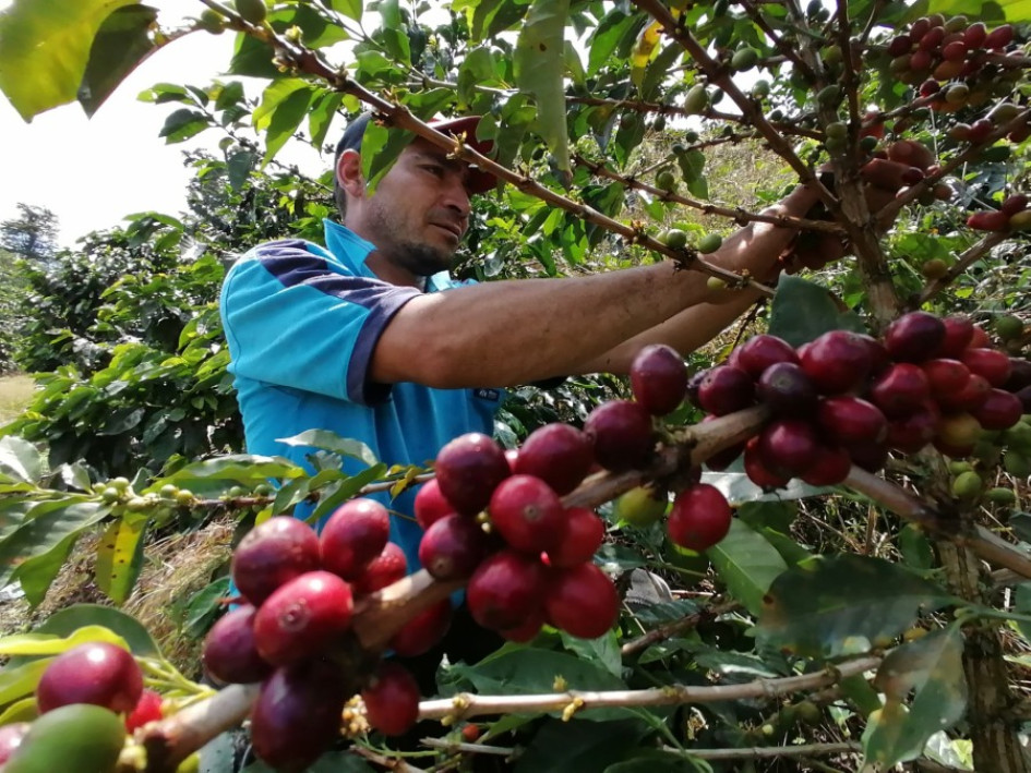 Fondo Nacional del Café