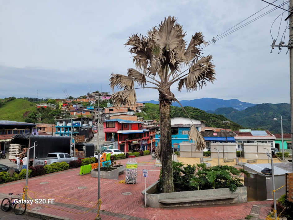 En el Parque Risaralda del municipio había una palma ( Bismarckia Nobilis) desde hace 6 años. Sin embargo, los ciudadanos vieron cómo cada día se fue secando. La Alcaldía dice que va a reponerla.