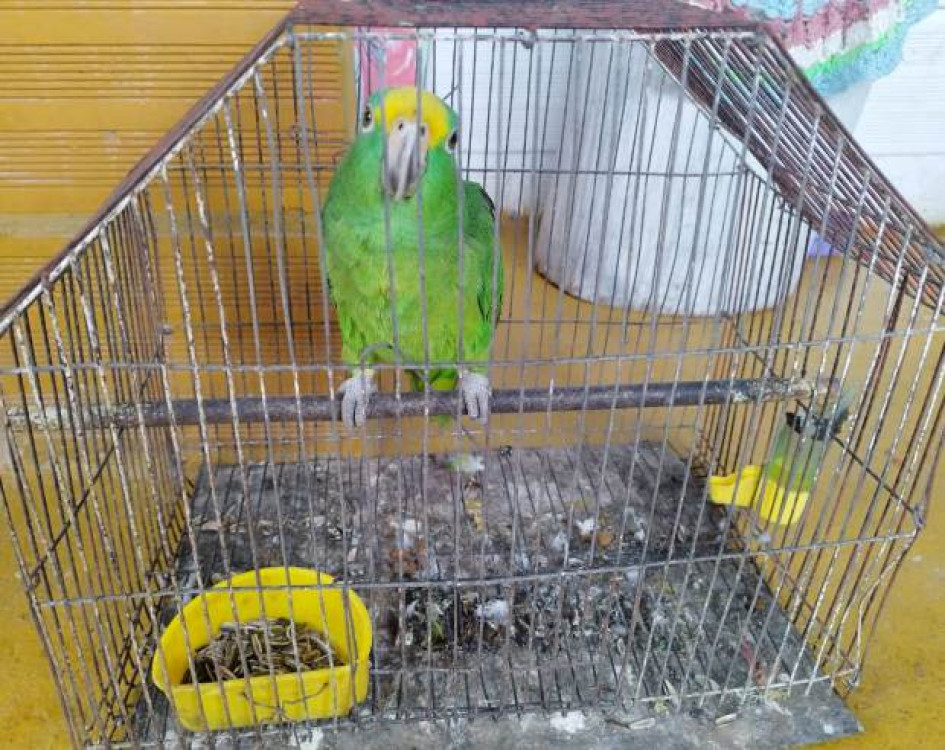 Si ve un caso así, llamé al 123 o al número del cuadrante más cercano.