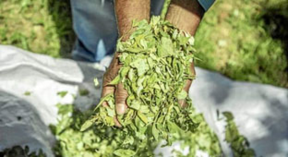 Foto | Tomada del Instagram de Futuro Coca | LA PATRIA En el Cauca secan la hoja de coca para utilizarla como abono orgánico.