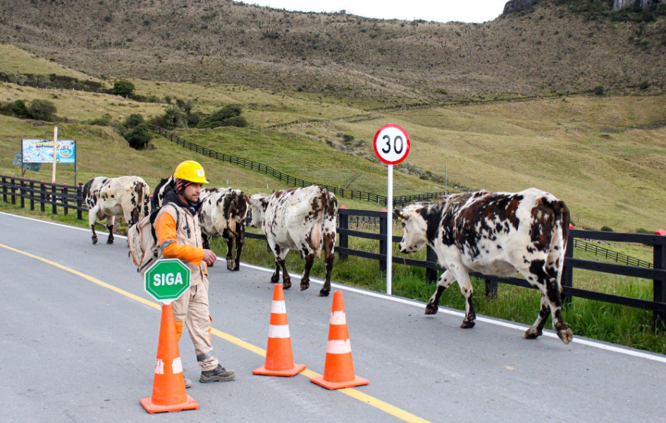 La vía que conduce al Nevado del Ruiz ofrece a los turistas diferentes paisajes y actividades para visitar este lugar en el Parque Nacional Natural Los Nevados. Aunque aún no se ha dado luz verde para la apertura del Nevado, este no es el único atractivo a más de 3.500 m.s.n.m.