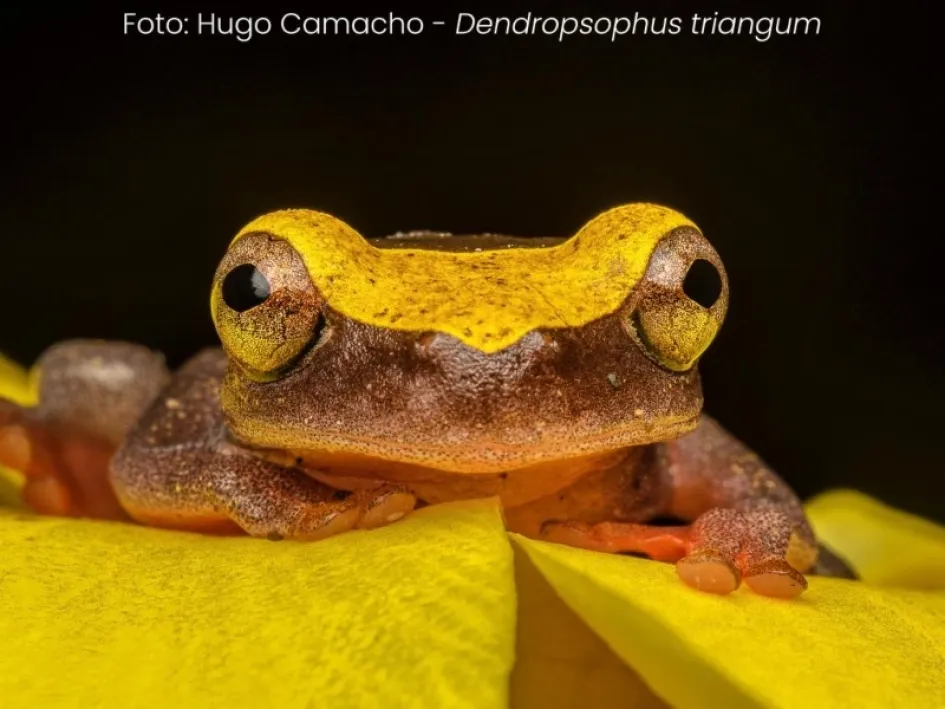 El ordenamiento sostenible es la apuesta de Corpocaldas a través de sus nuevas determinantes ambientales.