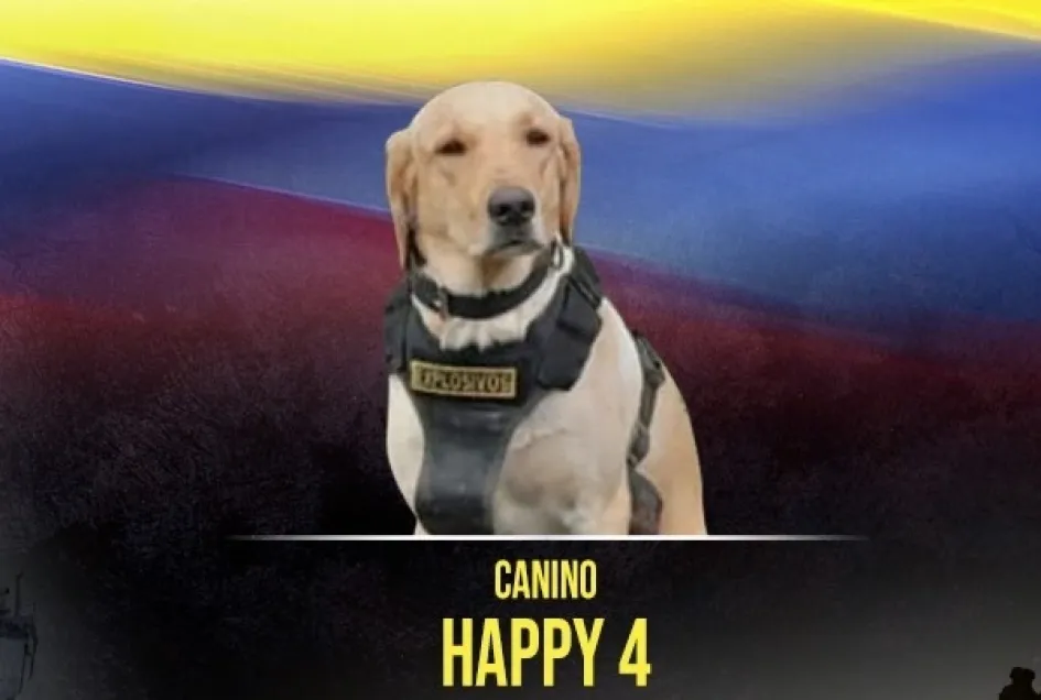 El canino de raza labrador Happy 4