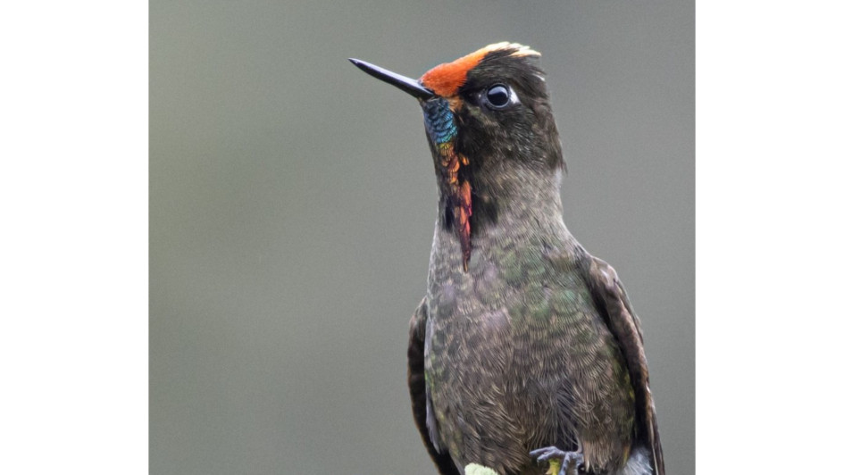 Picoespina arcoíris (Chalcostigma herrani).
